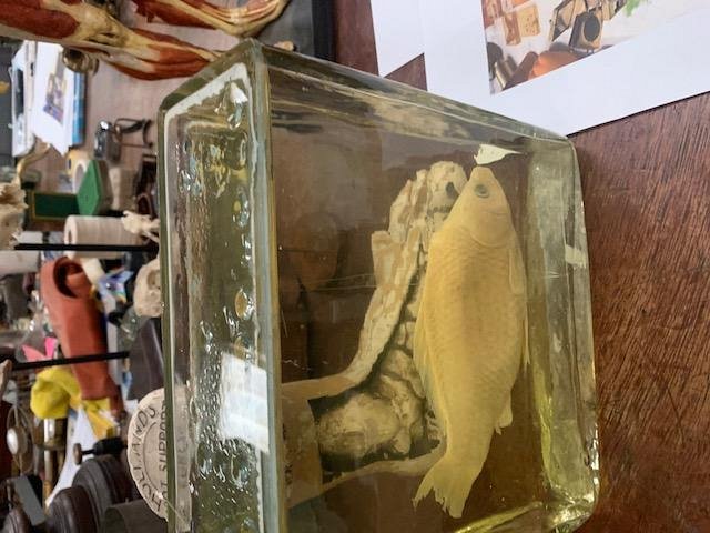 Fish Wet Specimen 